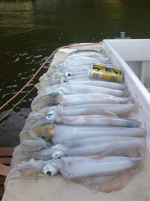 Few squid